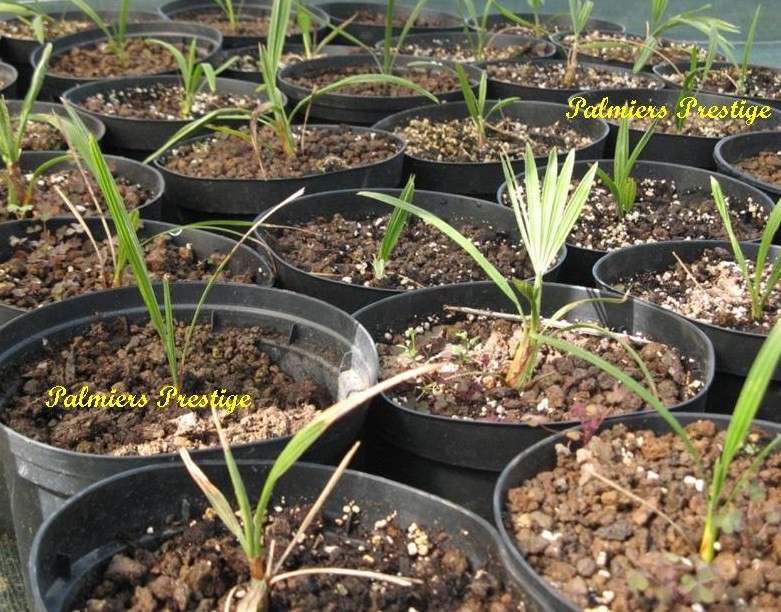 Tachycarpus princeps, véritable et unique forme bleuté