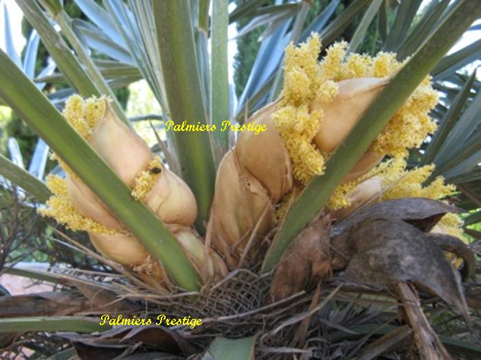 Inflorescences du trithrinax campestris , Réf : TCGV250