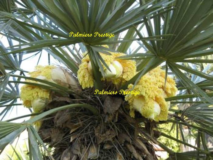 Inflorescences du Trithrinax campestris, Réf : TCGV250