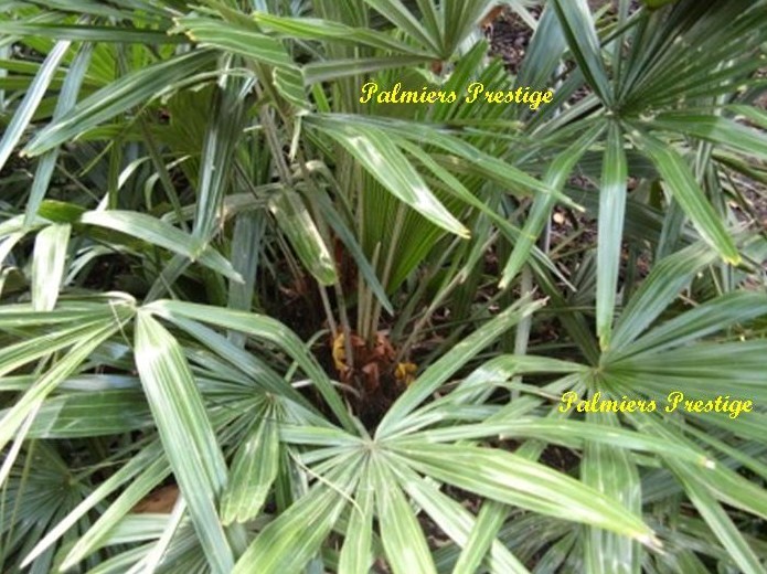 Rhapidophyllum hystrix adulte, hauteur totale 1.50 m au maximum