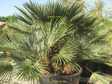 Chamaerops humilis cerifera Spectaculaire ! H 1.20 m envergure 1.50 m 5 stipes ! Réf : CHC120