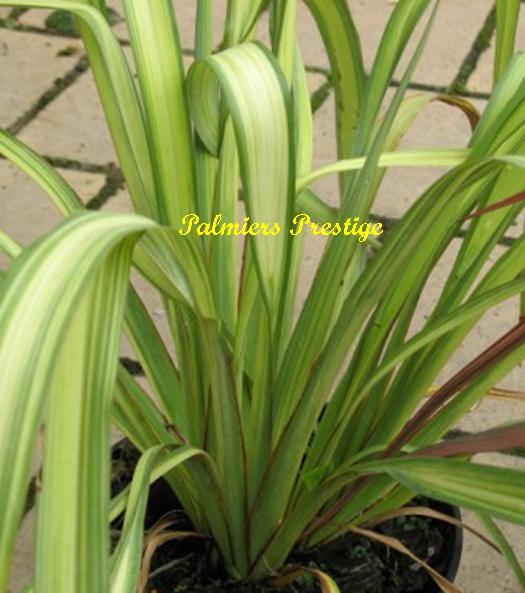 Phormium Dark Delight +/- 0.30 m à 20 €