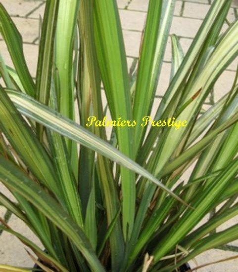 Phormium Tenax Rainbow Queen +/- 0.30 m à 20 €