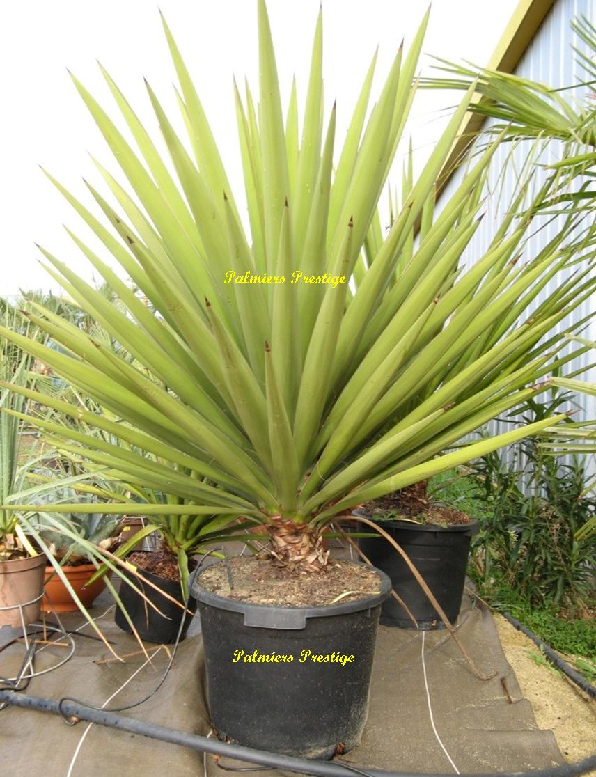 yucca treculeana 1.15 m réf : YTR115 en vente